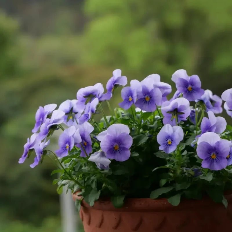 Lighthouse Viola Seeds - Verdseeds